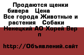 Продаются щенки бивера › Цена ­ 25 000 - Все города Животные и растения » Собаки   . Ненецкий АО,Хорей-Вер п.